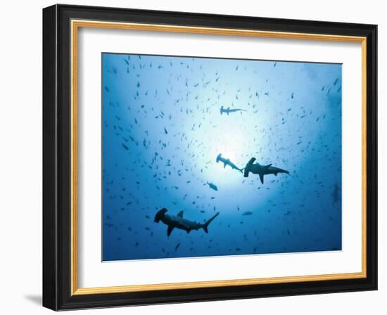 Swarm of Southern Hammerhead, Sphyrna Lewini, Cocos Iceland, Costa Rica-Christian Zappel-Framed Photographic Print