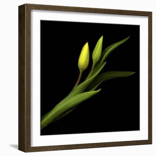 Sway With Me - Tulips-Magda Indigo-Framed Photographic Print