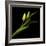 Sway With Me - Tulips-Magda Indigo-Framed Photographic Print