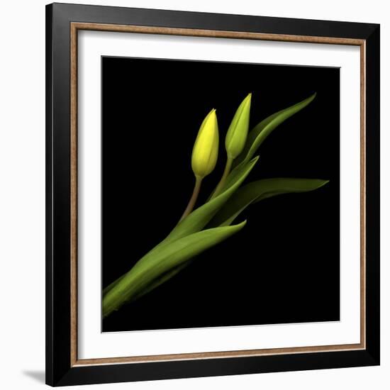 Sway With Me - Tulips-Magda Indigo-Framed Photographic Print