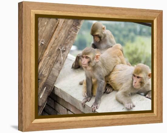 Swayambhunath (Monkey Temple), Kathmandu, Nepal-Ethel Davies-Framed Premier Image Canvas