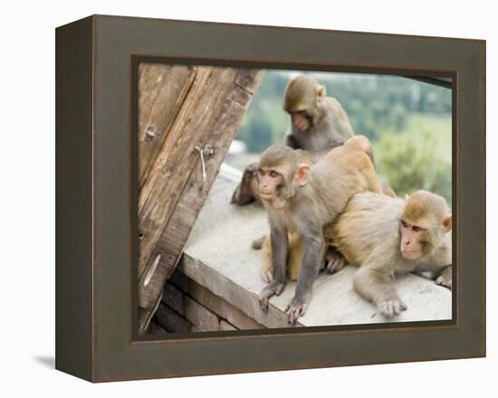 Swayambhunath (Monkey Temple), Kathmandu, Nepal-Ethel Davies-Framed Premier Image Canvas