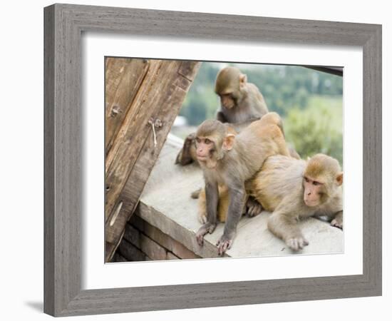 Swayambhunath (Monkey Temple), Kathmandu, Nepal-Ethel Davies-Framed Photographic Print