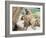 Swayambhunath (Monkey Temple), Kathmandu, Nepal-Ethel Davies-Framed Photographic Print