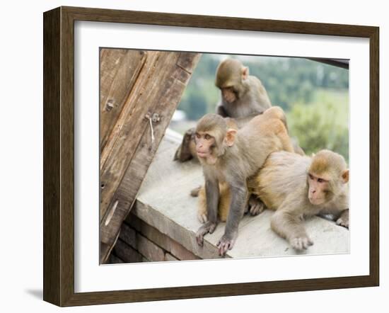 Swayambhunath (Monkey Temple), Kathmandu, Nepal-Ethel Davies-Framed Photographic Print