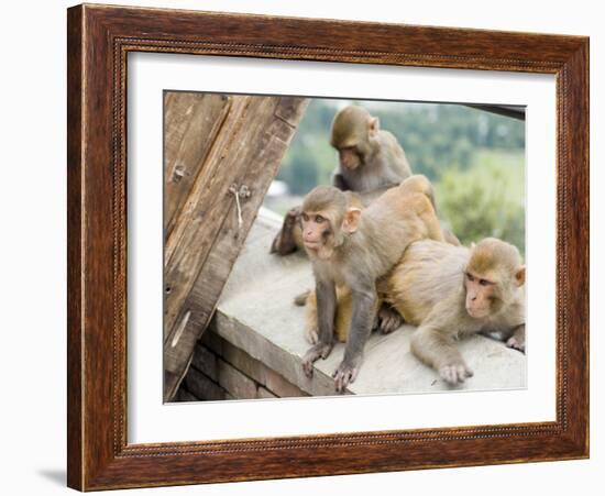 Swayambhunath (Monkey Temple), Kathmandu, Nepal-Ethel Davies-Framed Photographic Print