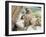 Swayambhunath (Monkey Temple), Kathmandu, Nepal-Ethel Davies-Framed Photographic Print