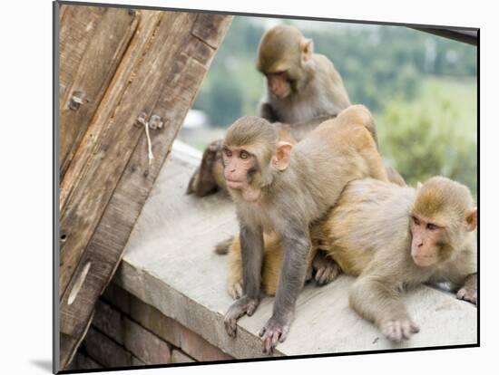 Swayambhunath (Monkey Temple), Kathmandu, Nepal-Ethel Davies-Mounted Photographic Print