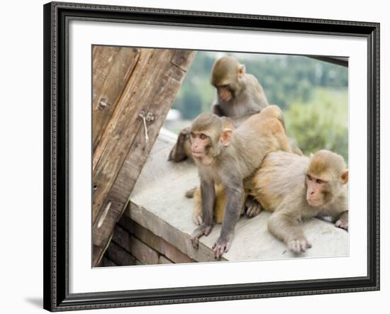 Swayambhunath (Monkey Temple), Kathmandu, Nepal-Ethel Davies-Framed Photographic Print