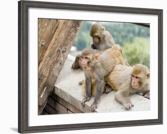 Swayambhunath (Monkey Temple), Kathmandu, Nepal-Ethel Davies-Framed Photographic Print