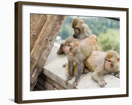 Swayambhunath (Monkey Temple), Kathmandu, Nepal-Ethel Davies-Framed Photographic Print