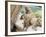 Swayambhunath (Monkey Temple), Kathmandu, Nepal-Ethel Davies-Framed Photographic Print