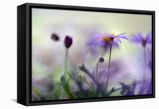 Swaying in the Summer Night II-Heidi Westum-Framed Premier Image Canvas