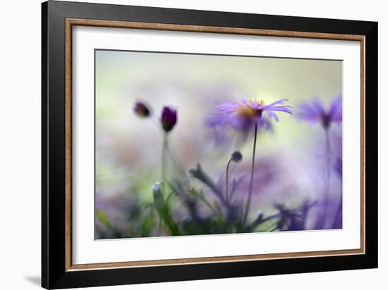 Swaying in the Summer Night II-Heidi Westum-Framed Photographic Print