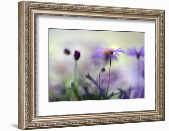 Swaying in the Summer Night II-Heidi Westum-Framed Photographic Print