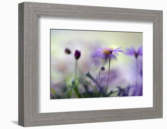 Swaying in the Summer Night II-Heidi Westum-Framed Photographic Print