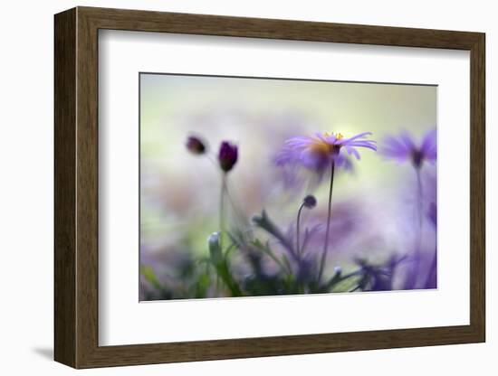 Swaying in the Summer Night II-Heidi Westum-Framed Photographic Print