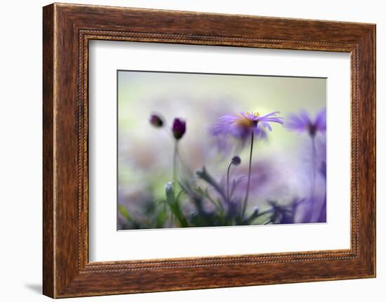 Swaying in the Summer Night II-Heidi Westum-Framed Photographic Print