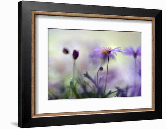 Swaying in the Summer Night II-Heidi Westum-Framed Photographic Print