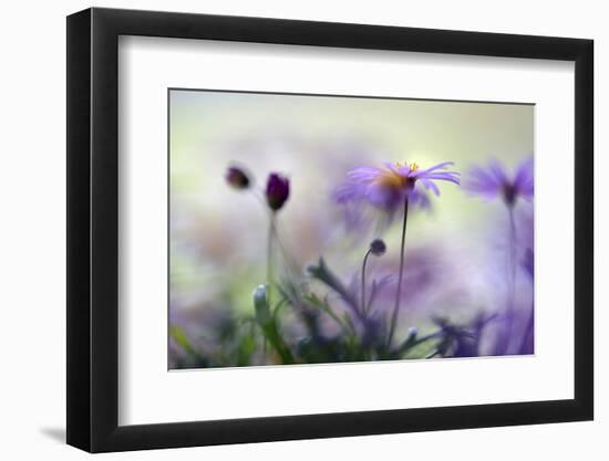 Swaying in the Summer Night II-Heidi Westum-Framed Photographic Print