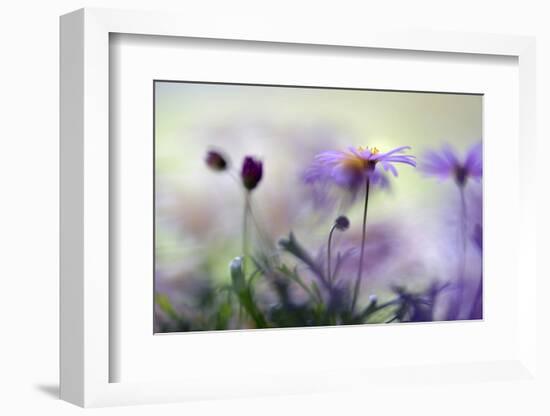 Swaying in the Summer Night II-Heidi Westum-Framed Photographic Print