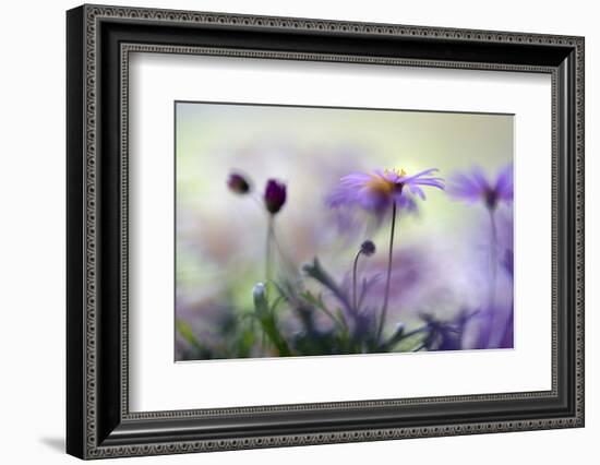 Swaying in the Summer Night II-Heidi Westum-Framed Photographic Print