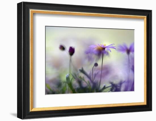 Swaying in the Summer Night II-Heidi Westum-Framed Photographic Print