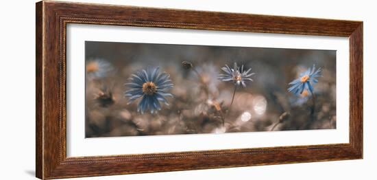 Swaying in the summer sun-Heidi Westum-Framed Photographic Print