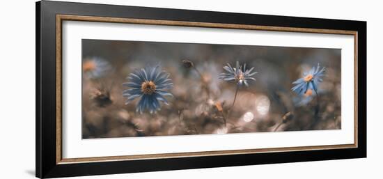 Swaying in the summer sun-Heidi Westum-Framed Photographic Print