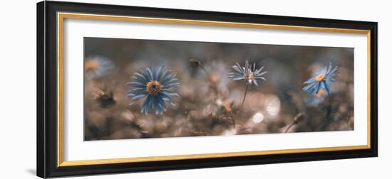 Swaying in the summer sun-Heidi Westum-Framed Photographic Print