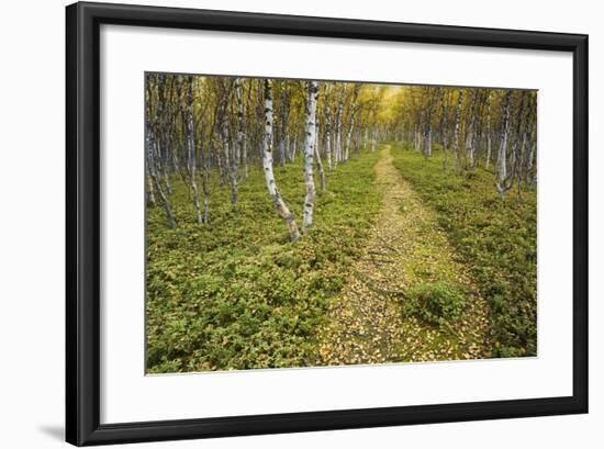 Sweden, Birch-Forest, Tree-Trunks, Forest Path-Rainer Mirau-Framed Photographic Print