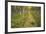 Sweden, Birch-Forest, Tree-Trunks, Forest Path-Rainer Mirau-Framed Photographic Print