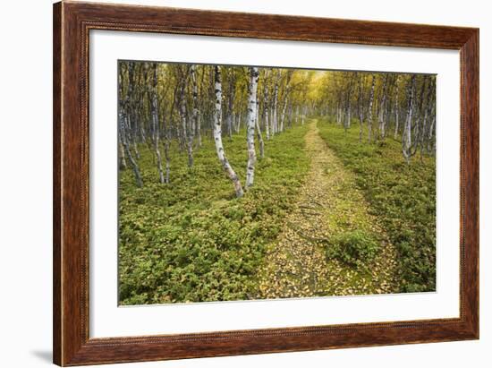 Sweden, Birch-Forest, Tree-Trunks, Forest Path-Rainer Mirau-Framed Photographic Print