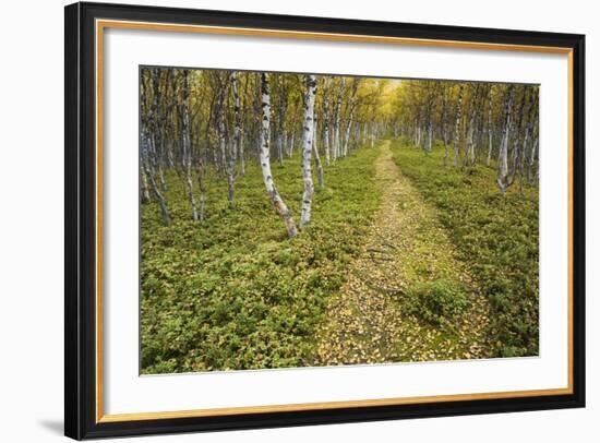 Sweden, Birch-Forest, Tree-Trunks, Forest Path-Rainer Mirau-Framed Photographic Print