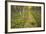 Sweden, Birch-Forest, Tree-Trunks, Forest Path-Rainer Mirau-Framed Photographic Print