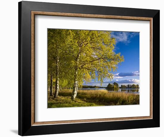 Sweden, Dalarna, Autumn at Orsa Lake, Birch, Tree Islands-K. Schlierbach-Framed Photographic Print