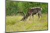 Sweden, Grazing Reindeer, Deciduous Coat-K. Schlierbach-Mounted Photographic Print