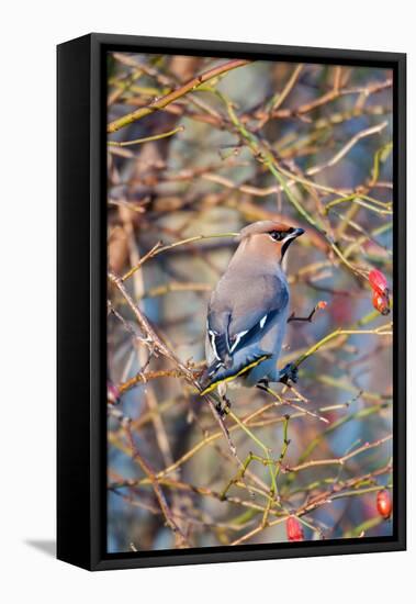 Sweden, Halland, Asa. Bohemian Waxwing (Bombycilla garrulus) feeding on rose hips.-Fredrik Norrsell-Framed Premier Image Canvas