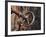 Sweden, Island of Gotland; a Antique Key and Lock Still in Use on the Medieval Church Door-Mark Hannaford-Framed Photographic Print