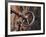 Sweden, Island of Gotland; a Antique Key and Lock Still in Use on the Medieval Church Door-Mark Hannaford-Framed Photographic Print