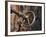 Sweden, Island of Gotland; a Antique Key and Lock Still in Use on the Medieval Church Door-Mark Hannaford-Framed Photographic Print