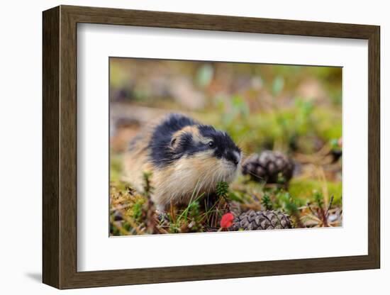 Sweden, Jamtland. Norway Lemming (Lemmus lemmus).-Fredrik Norrsell-Framed Photographic Print