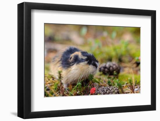 Sweden, Jamtland. Norway Lemming (Lemmus lemmus).-Fredrik Norrsell-Framed Photographic Print