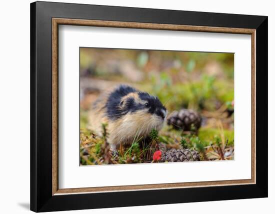 Sweden, Jamtland. Norway Lemming (Lemmus lemmus).-Fredrik Norrsell-Framed Photographic Print