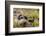 Sweden, Jamtland. Norway Lemming (Lemmus lemmus).-Fredrik Norrsell-Framed Photographic Print