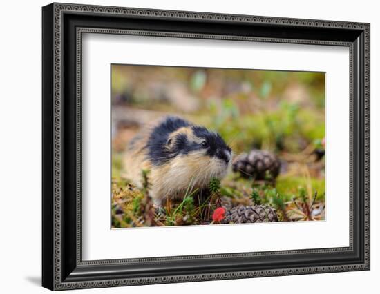 Sweden, Jamtland. Norway Lemming (Lemmus lemmus).-Fredrik Norrsell-Framed Photographic Print