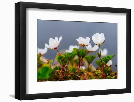 Sweden, Norrbotten, Abisko, Stordalen Nature Preserve. Flowering Cloudberry plants.-Fredrik Norrsell-Framed Photographic Print