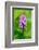 Sweden, Norrbotten, Abisko, Torne Lake. Heath Spotted Orchid.-Fredrik Norrsell-Framed Photographic Print