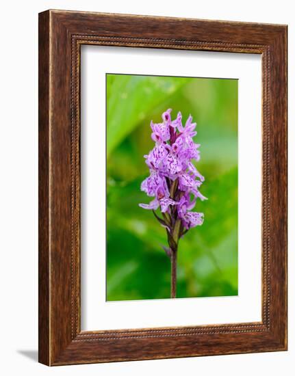 Sweden, Norrbotten, Abisko, Torne Lake. Heath Spotted Orchid.-Fredrik Norrsell-Framed Photographic Print