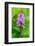 Sweden, Norrbotten, Abisko, Torne Lake. Heath Spotted Orchid.-Fredrik Norrsell-Framed Photographic Print